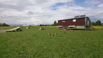 Hühnermobil auf einer Wiese