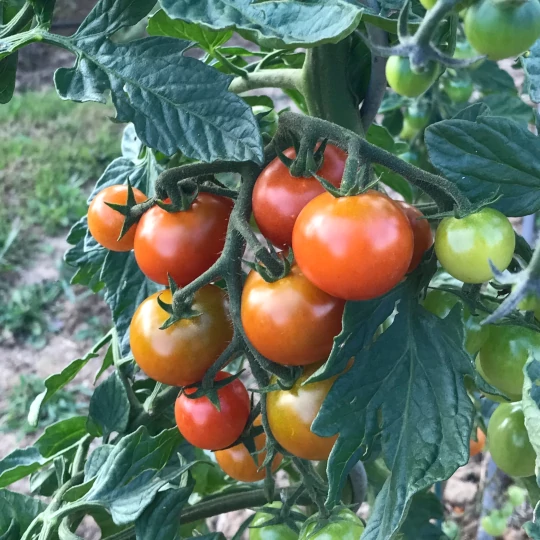 Tomaten