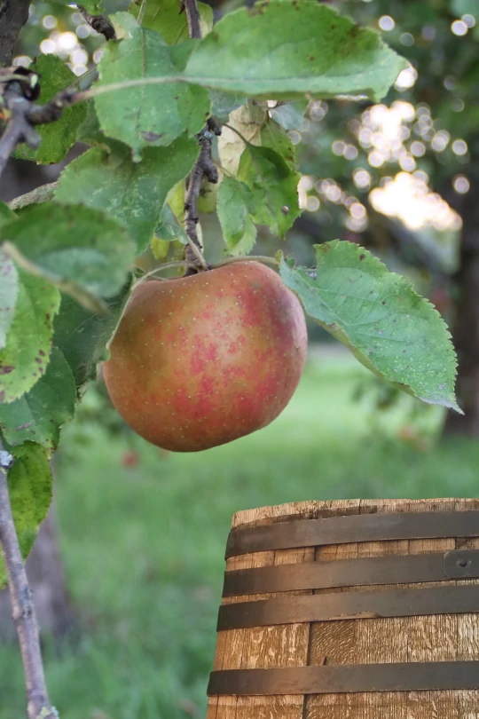 Apfel, Birne, Sauerkirsche - Kaiser Edelmost